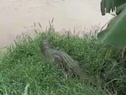Warga Bantaran Sungai Cisadane Resah Dengan Beredar Info 43 Buaya Lepas Dari Penangkaran