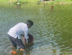 Perum Jasa Tirta ll Purwakarta,Tebar 5000 Lobster Air Tawar di Waduk Jatiluhur,