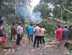 Personil Polsek Baros Polresta Serkot Evakuasi Pohon Tumbang