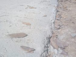 Pembangunan Rabat Beton Desa Jagarksa Kp Cibangkala Asjad Dan Tidak Ada Papan Informasi Pemerintah Terkait Agar Segera Turun Tangan