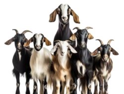 Miris Kambing Kelompok Yang Dianggarkan Dari Dana Desa, Ketapang Diduga Dijual Oleh Oknum Prades Wantisari