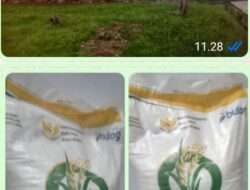 Bantuan Beras Dari Pemerintah Diduga Tidak Layak Konsumsi, Warga Protes Dan Heboh..!