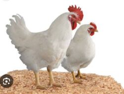 Sebuah Perusahaan Kandang Ayam Pedaging, Sudah Berjalan Dari Tahun 2010 Diduga Masih Ilegal