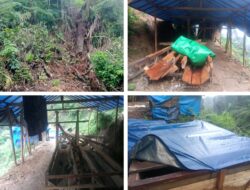 Penambangan Emas Ilegal Dan Penebangan Kayu di TNGHS, Aktivis Siap Laporkan Ke Presiden