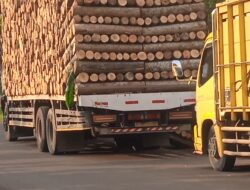 Diduga Merasa Hebat Dan Kebal Hukum Bos Kayu Melakukan Tindakan Yang Melanggar Aturan Memasukan Mobil Tronton Ke Jalan Kabupaten