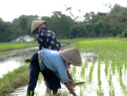 Warga Masyarakat Cirinten Merasa Terbantu Dengan Pengadaan Pupuk Bersubsidi Yang Ada Di Kios Cahaya Kembar