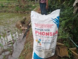 Harga Pupuk Bersubsidi Melambung Petani Mengeluh Dan Merasa Terbebani, Diduga Pelanggaran Dilakukan Oleh Oknum Yang Dan Pemilik Kios