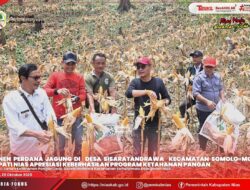 PANEN PERDANA JAGUNG DI DESA SISARATANDRAWA, BUPATI NIAS APRESIASI KEBERHASILAN PROGRAM KETAHANAN PANGAN