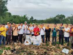 Bupati Nias dan Ketua DPRD Panen Jagung Pioneer 32 di Desa Orahili