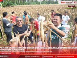 BUPATI NIAS DAN KETUA DPRD HADIRI PANEN JAGUNG HIBRIDA DI DESA SIOFAEWALI SELATAN