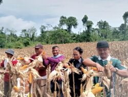 Pemdes Orahua Faondrato Lakukan Panen Raya di Lahan Ketapang