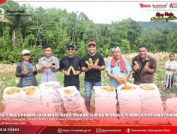 BUPATI NIAS BERSAMA KETUA DPRD PANEN JAGUNG DI DESA SIHARE’O III BAWOSALO’O BERUA