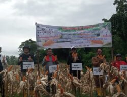 Bupati Bersama Ketua DPRD Lakukan Panen Jagung di Lahan Ketapang Desa Tetegeonaai