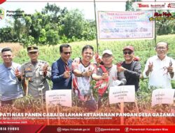 Bupati Nias Bersama Ketua DPRD Panen Cabai di Lahan Ketapang Desa Gazamanu