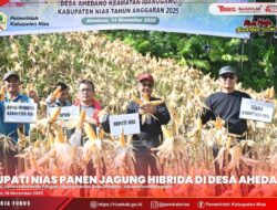 SEKDA DAMPINGI BUPATI NIAS & KETUA DPRD PANEN JAGUNG HIBRIDA DI DESA AHEDANO