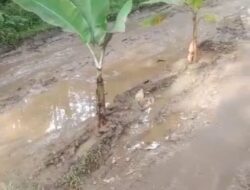 Jalan Poros Desa Rusak Parah, Warga Padasuka Tanami Dengan Pohon Pisang