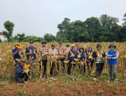 Polsek Rangkasbitung Polres Lebak Dukung Swasembada Pangan Di Panen Raya Jagung Kuartal III