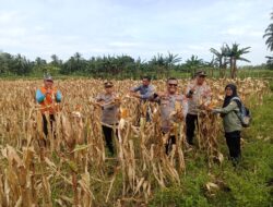 Polsek Labuan Laksanakan Panen Jagung di lahan Blok Cibuntu Desa Banyubiru