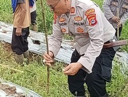 Polsek Labuan kembali laksanakan penanaman jagung