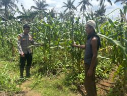 Pengecekan menjelang panen jagung oleh Jajaran Polsek Labuan