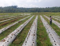 Pengecekan lahan jagung oleh Jajaran Polsek Labuan